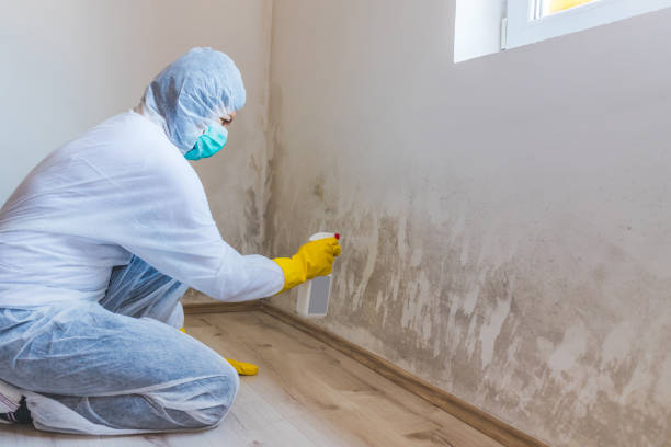 Licensed Mold Remediation service in Republic, WA - 24 Hour Mold Removal
