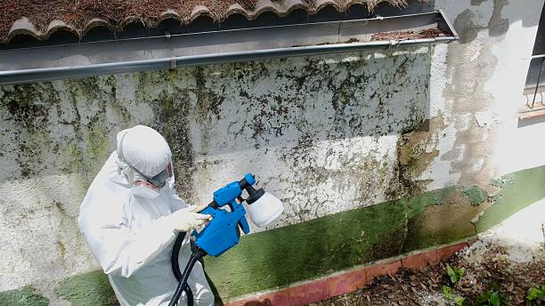 Top rated local Mold Remediation specialists in Republic, WA